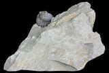 Wide, Enrolled Flexicalymene Trilobite In Shale - Ohio #67665-4